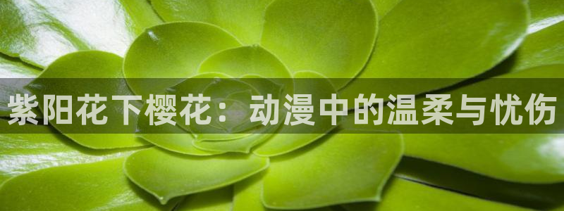 虫虫漫画进入ios：紫阳花下樱花：动漫中的温柔与忧伤